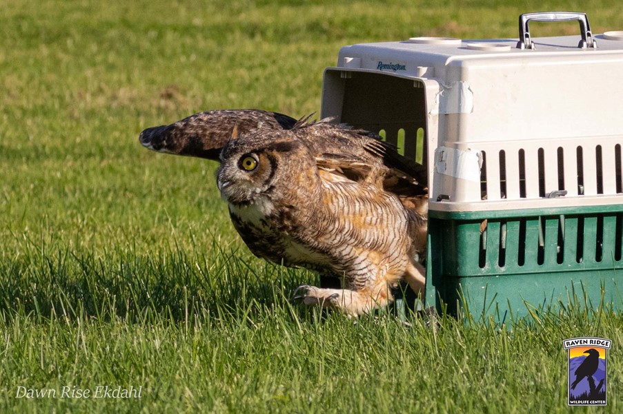 owl running out of animal box