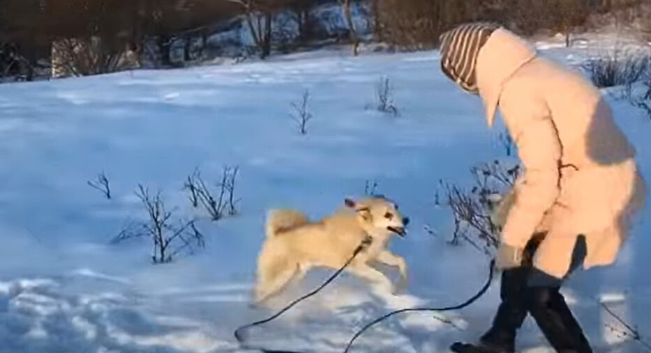 owner and white playing on a snow