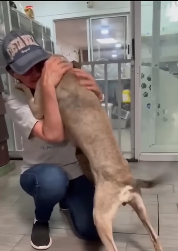 owner hugging a dog