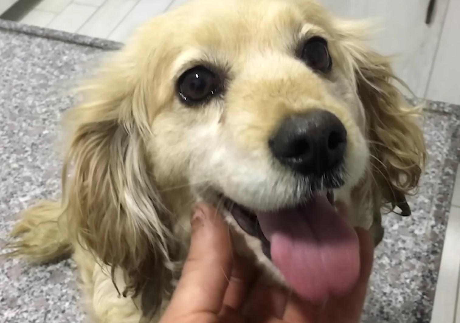 owner petting a happy dog