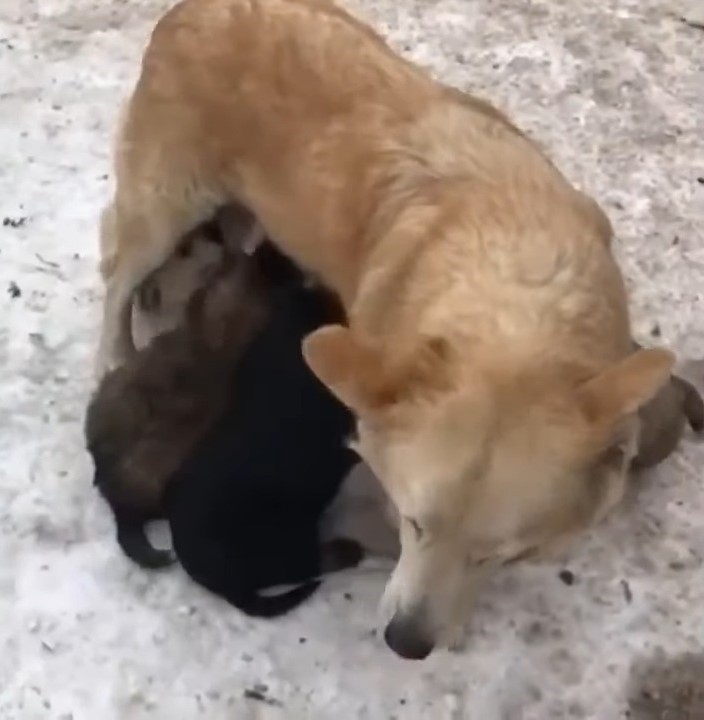 photo of dog and puppies in cold weather