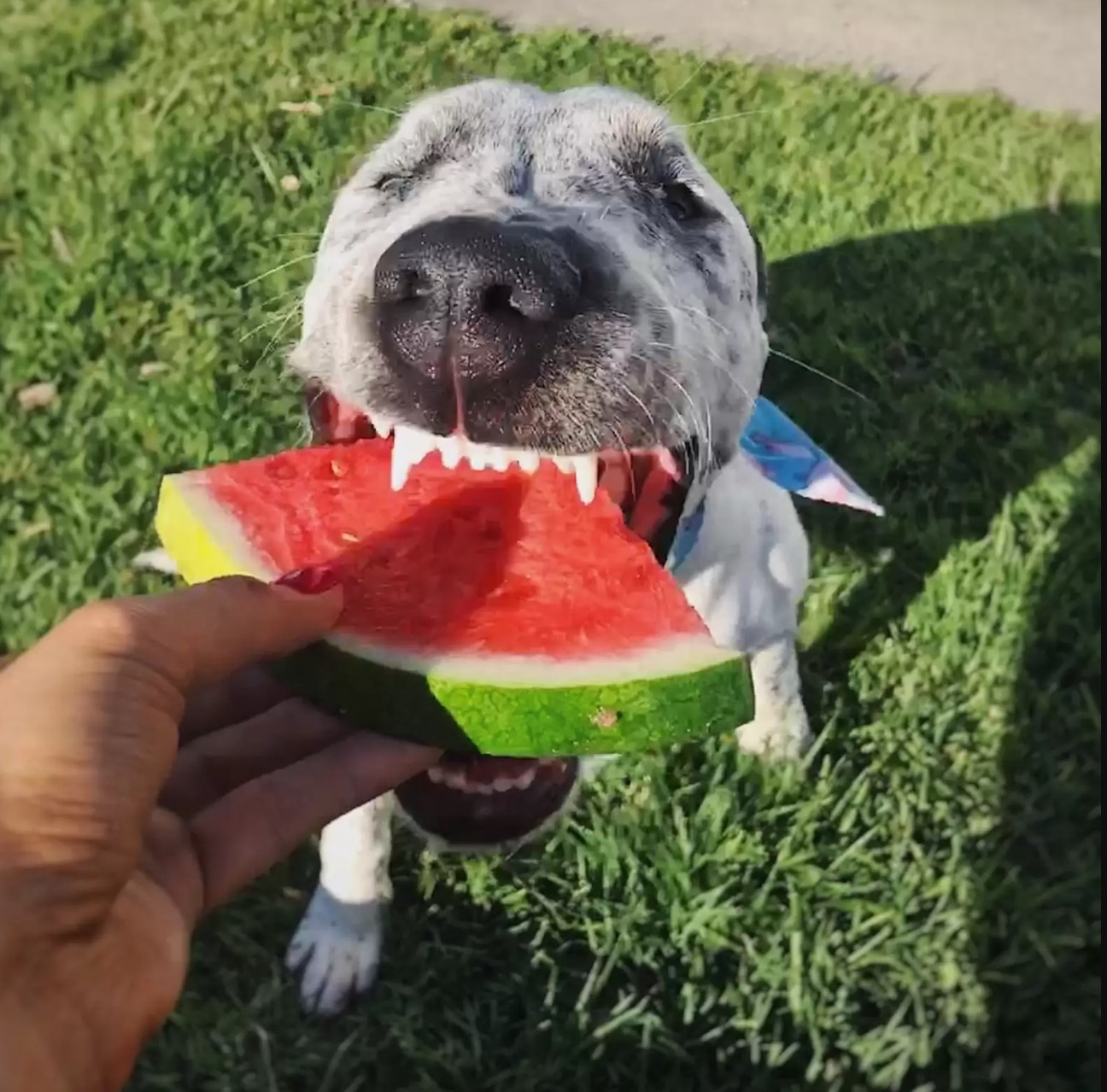 photo of dog bitting into a watermelon