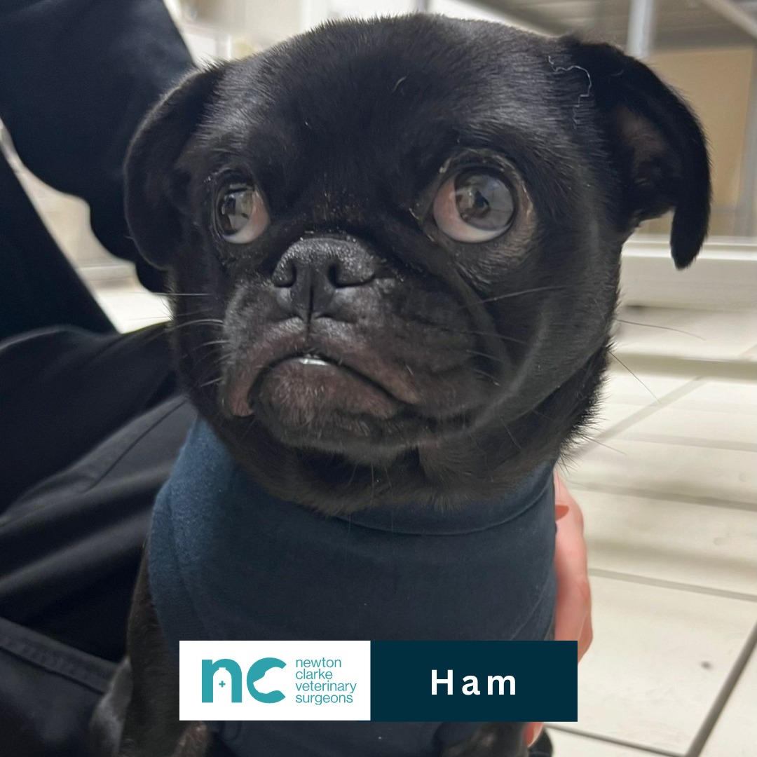 photo of dog called ham