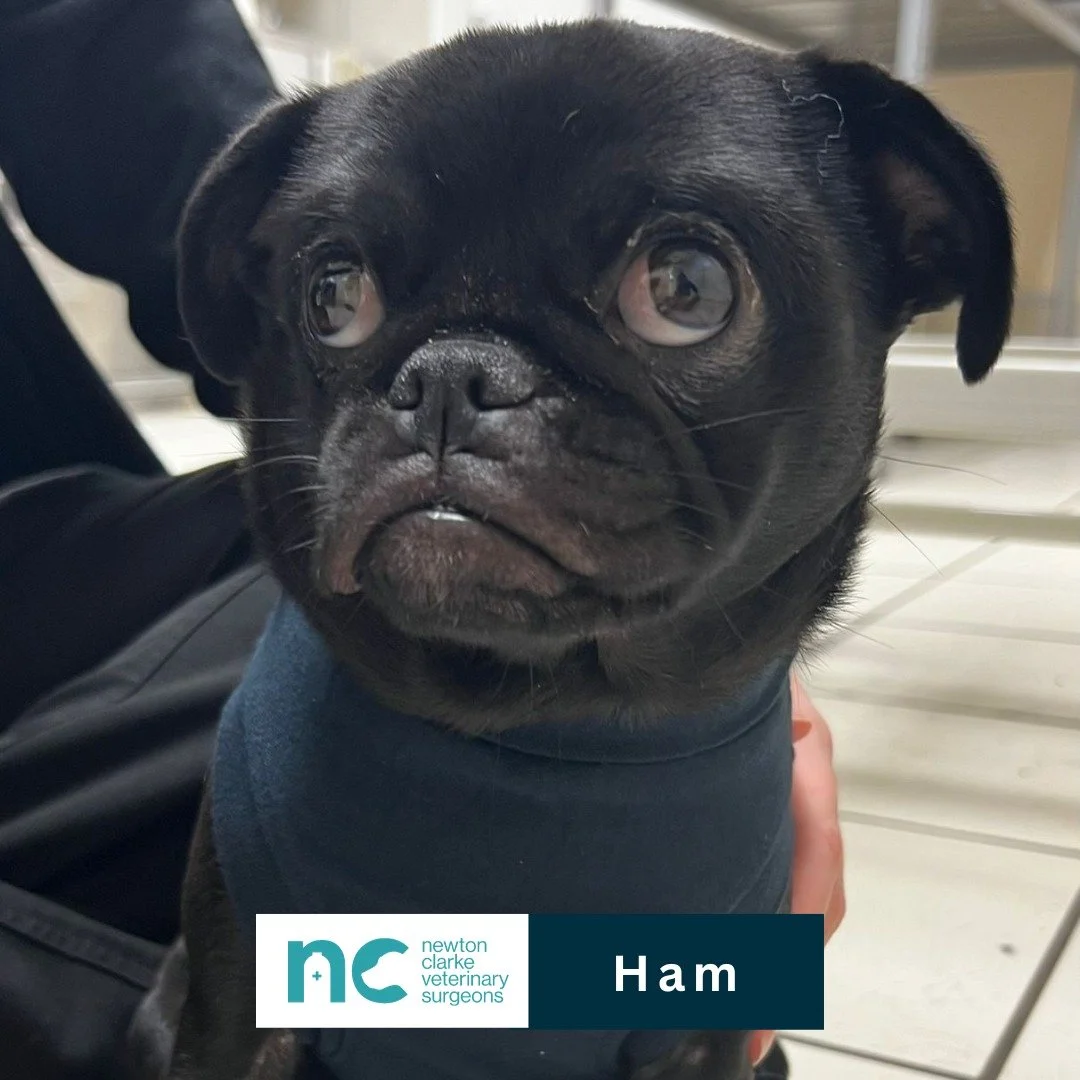 photo of dog called ham