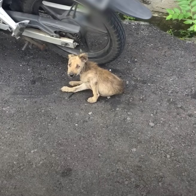 photo of frightened and injured puppy