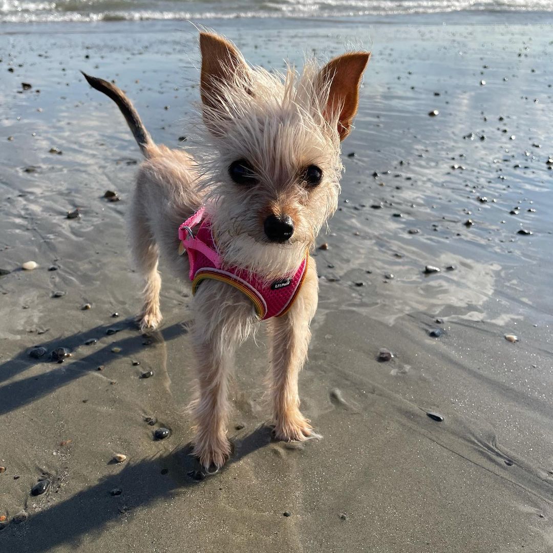 photo of pup at the beach