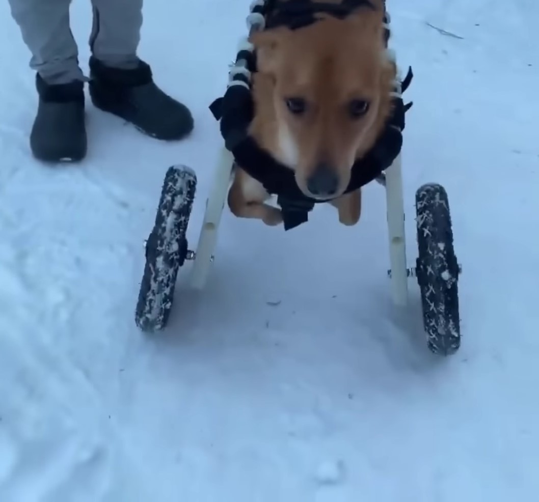 photo of puppy with walking wheels on snow
