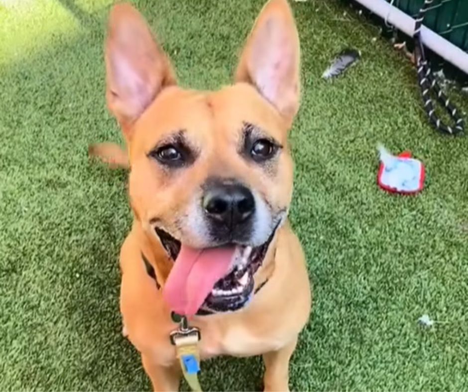 photo of smiling dog