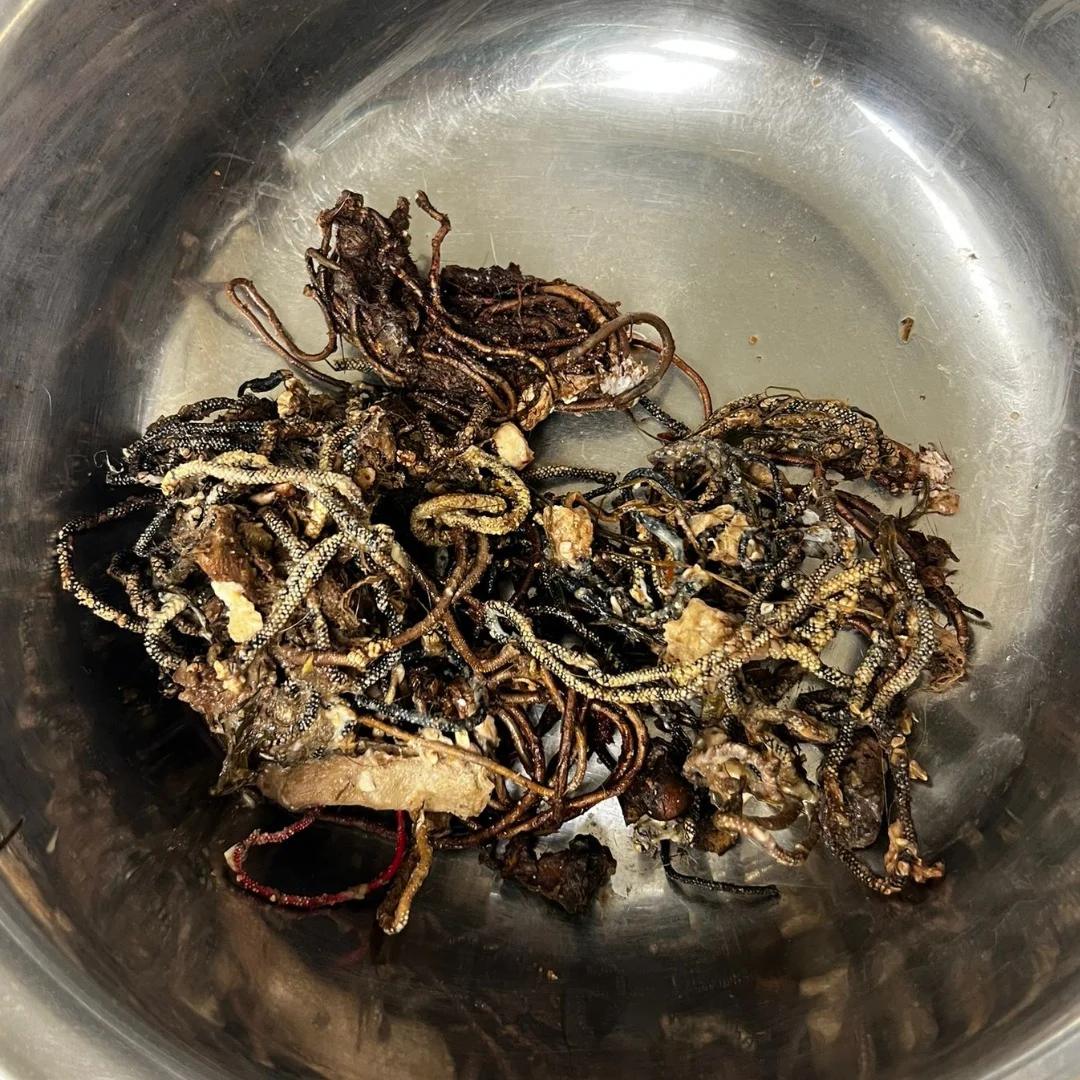 pile of hairbands found in dog's stomach