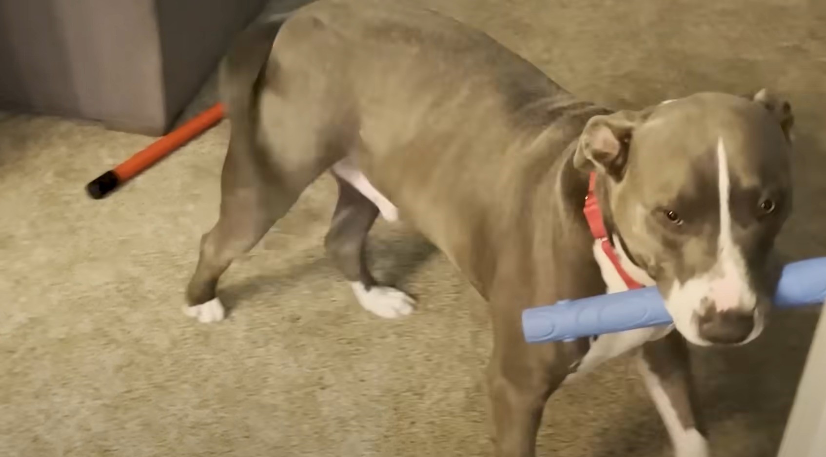 pit bull carrying a blue toy in his mouth