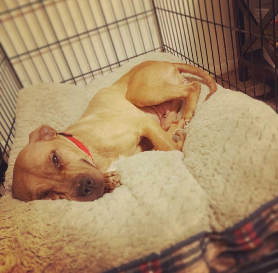 pit bull lying in dog bed