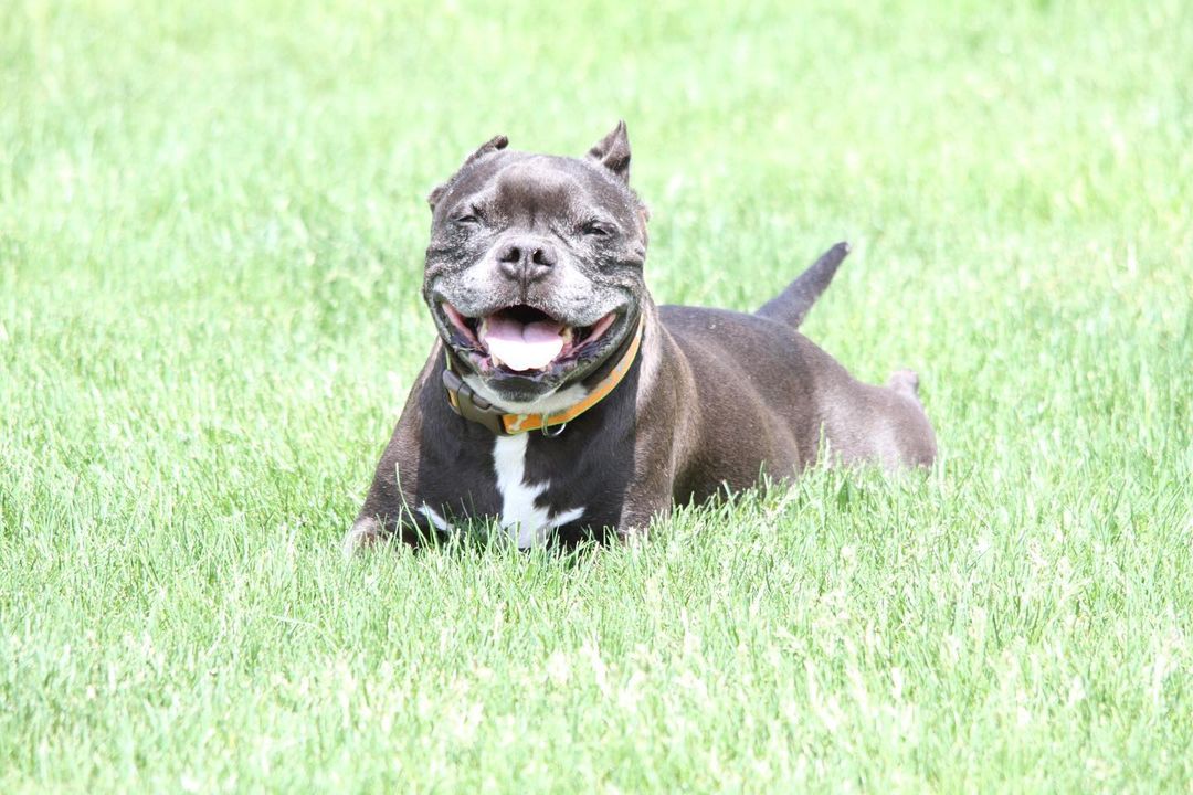 pit bull lying in grass