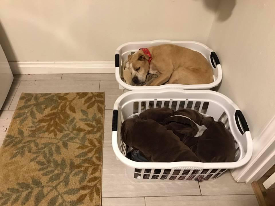 pit bull sleeping in a laundry basket