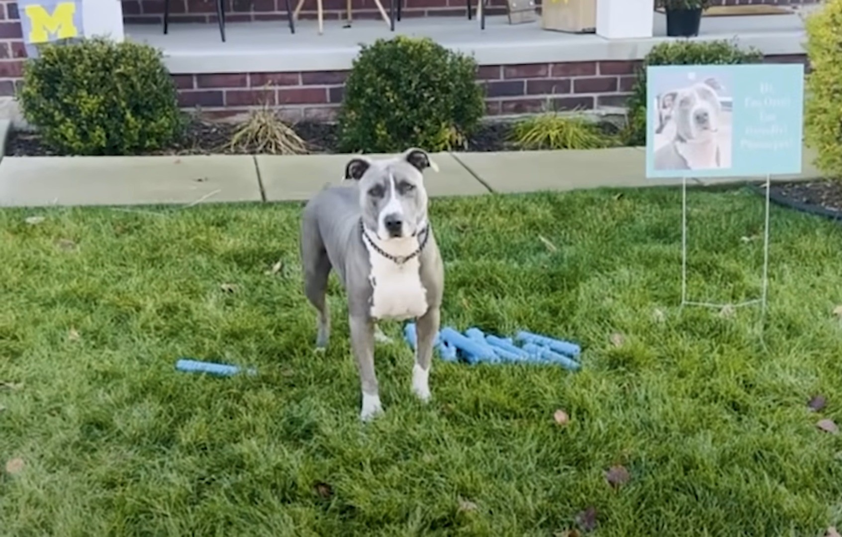 pit bull standing on grass in front yard