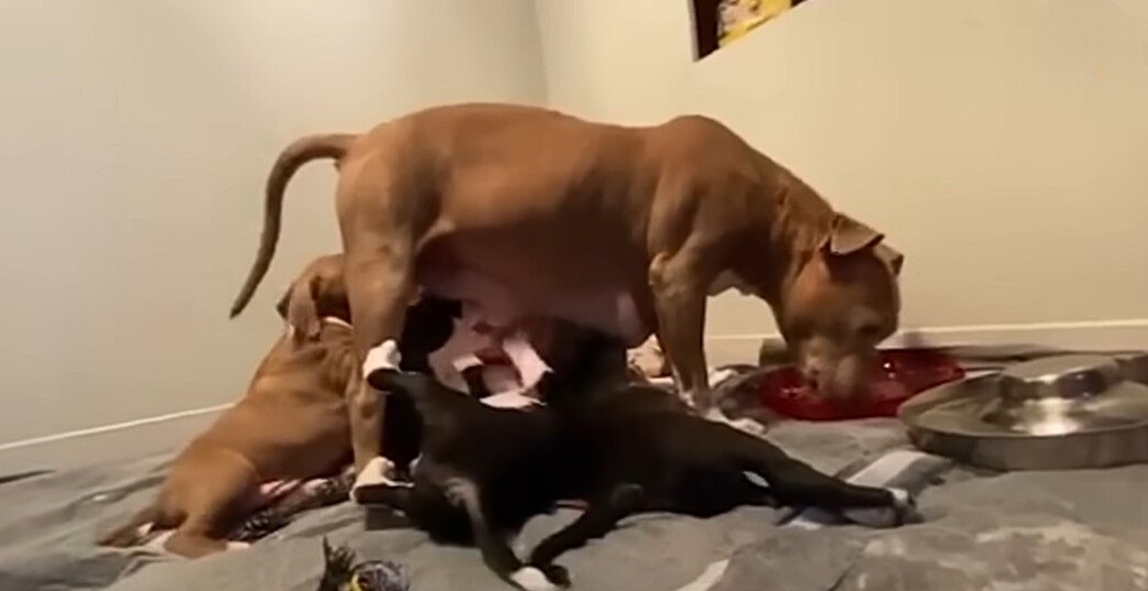 pitbull mama and puppies