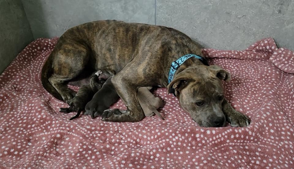 pitbull nursing puppies