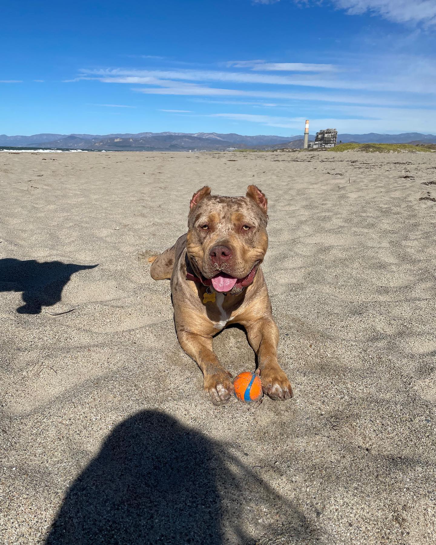 pitbull on the beach