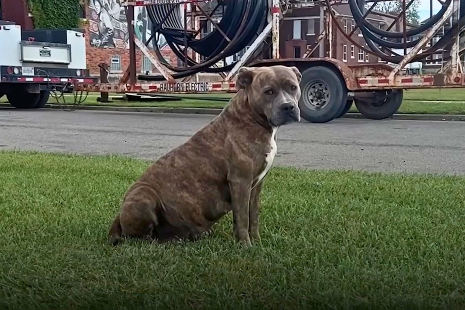 pitbull sitting outdoors
