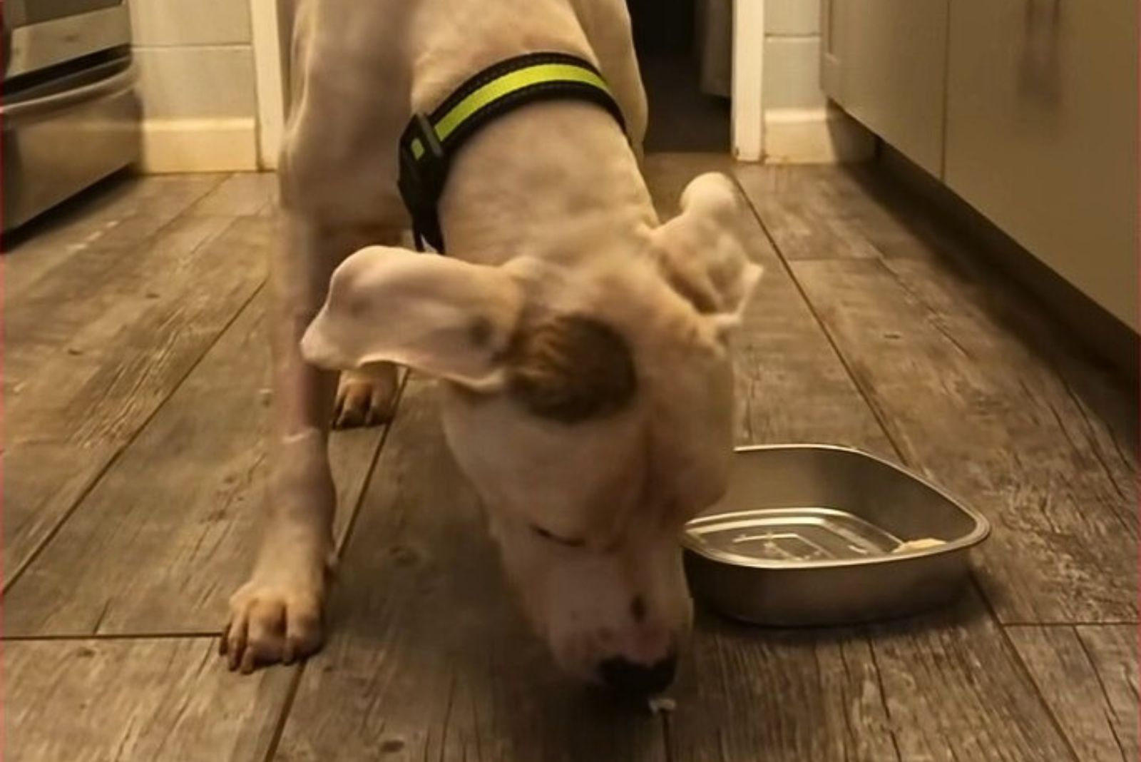 pittie in the kitchen with bowl