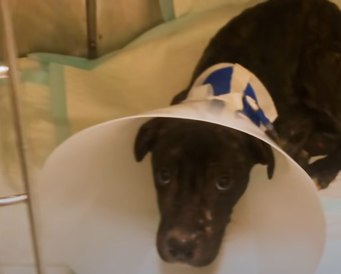 pittie with a cone around his neck