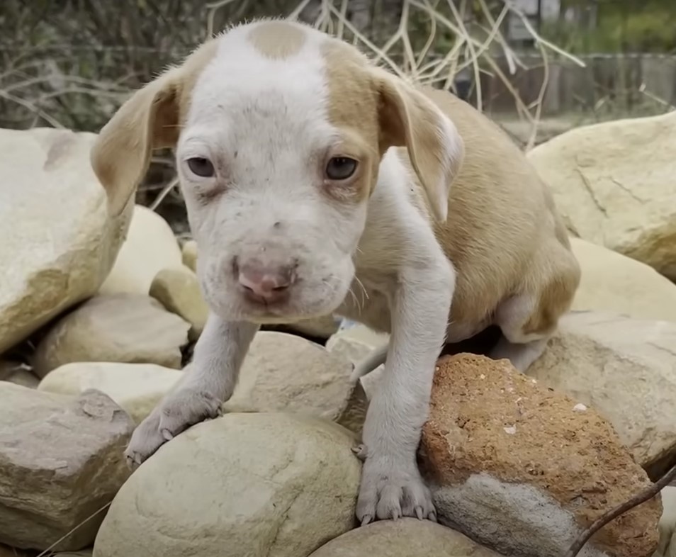 pitty puppy on rocks