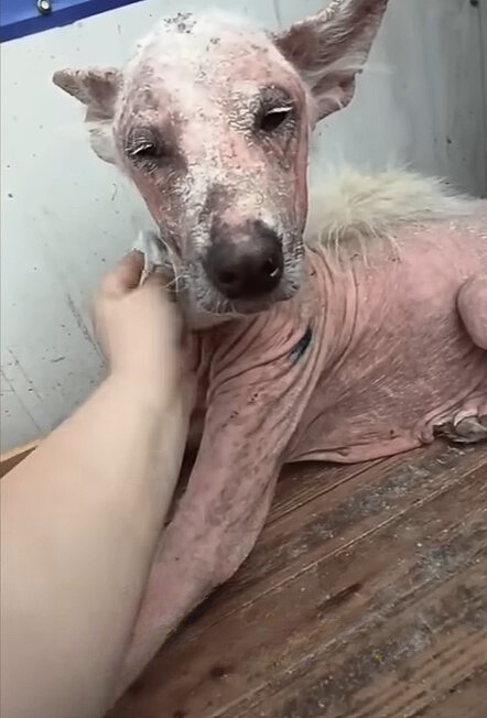 poor hairless puppy