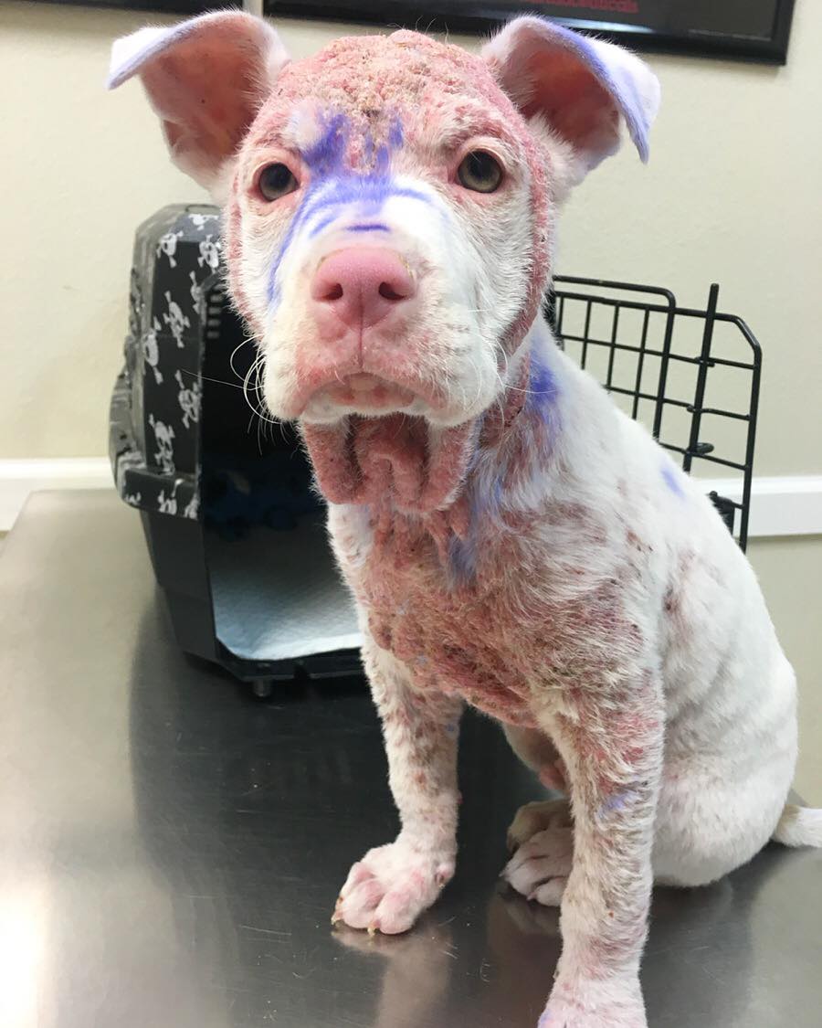 poor puppy covered in pain