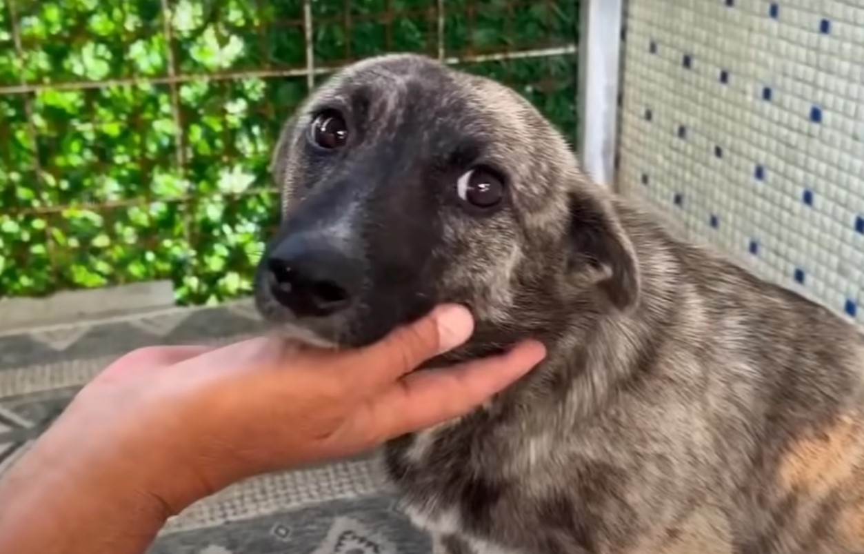 pregnant dog with woman