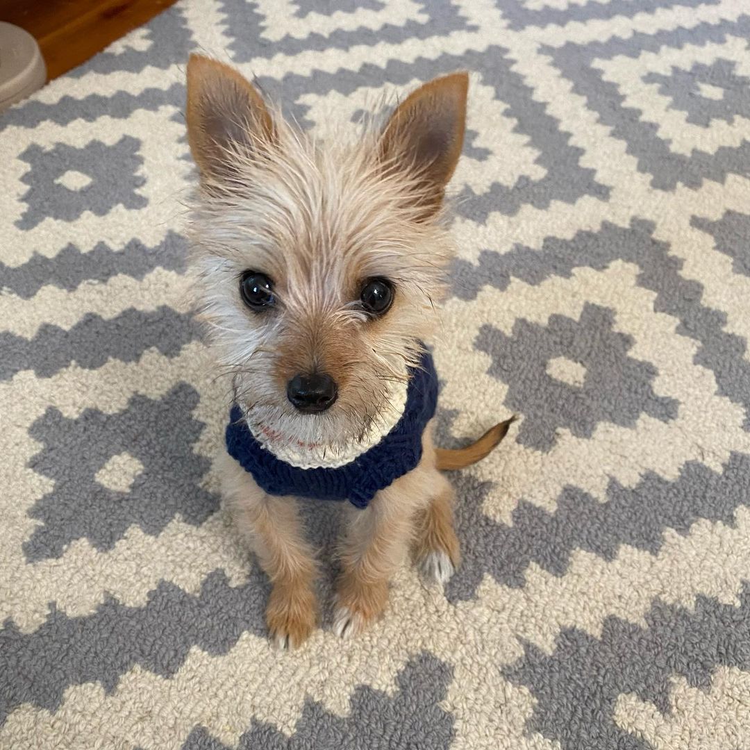 pup wearing a sweater sitting on carpet