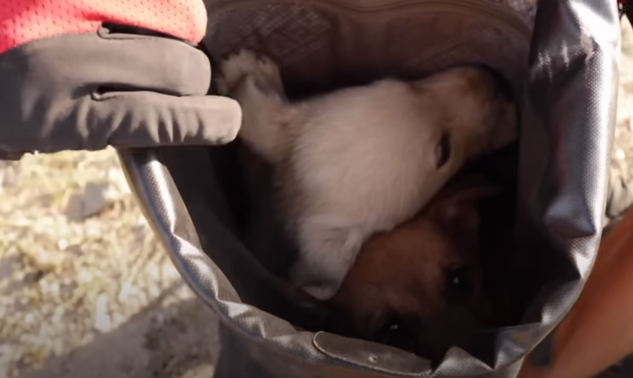 puppies in a bag