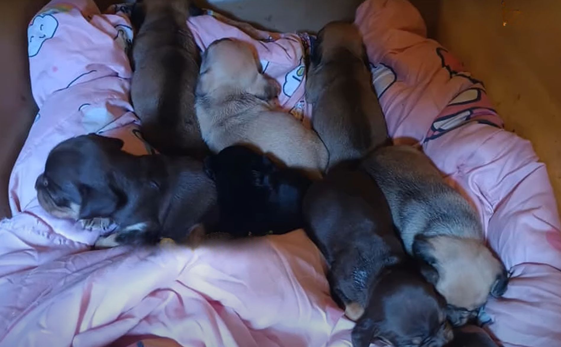 puppies on bed
