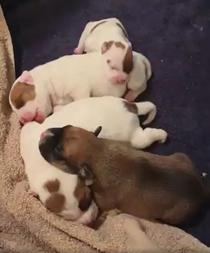 puppies sleeping