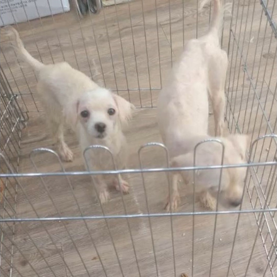 puppies with fence surrounded