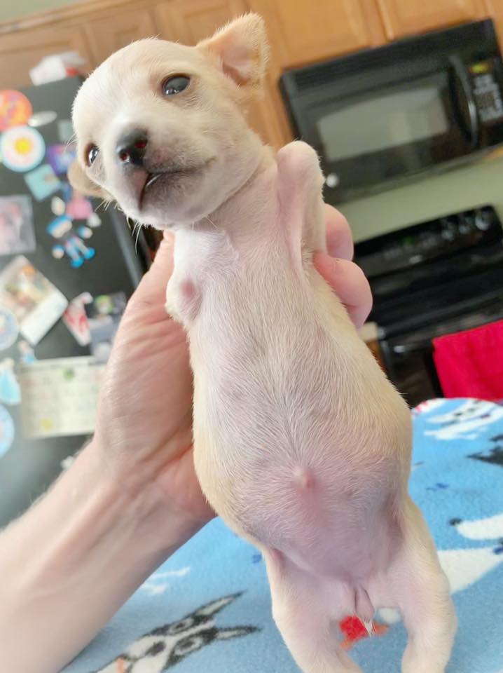puppy born with two legs