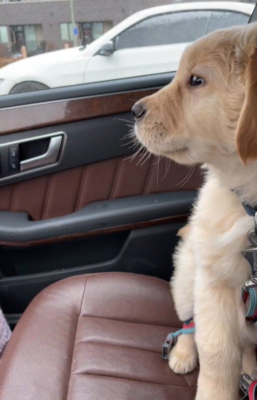 puppy driving in the car