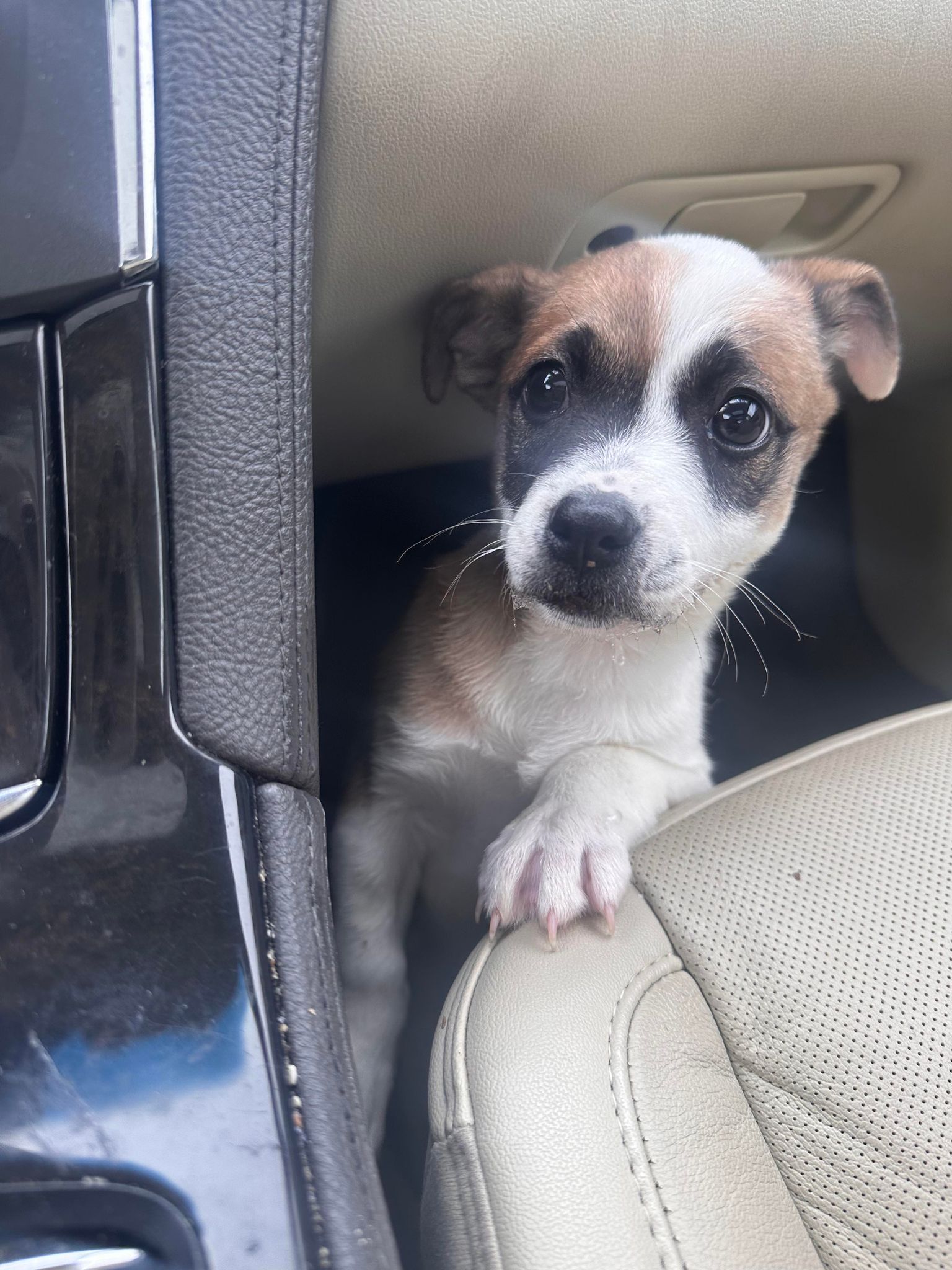 puppy in the car