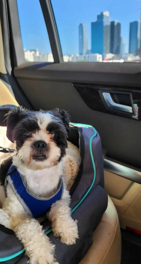 puppy lying in dog bed in a car