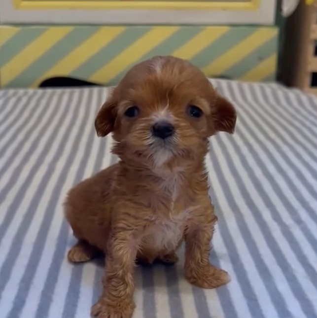 puppy on table