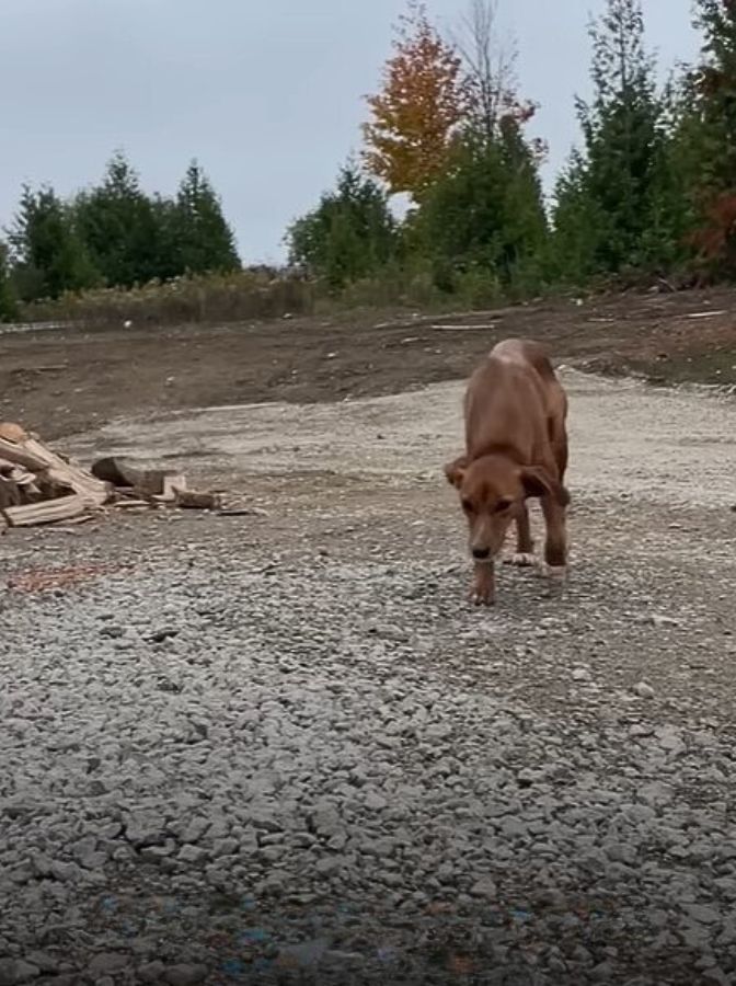 puppy walking on gravel
