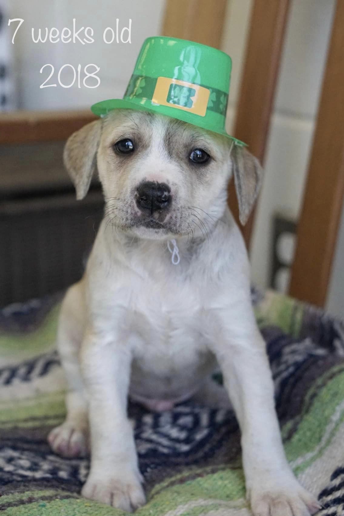 puppy with a hat