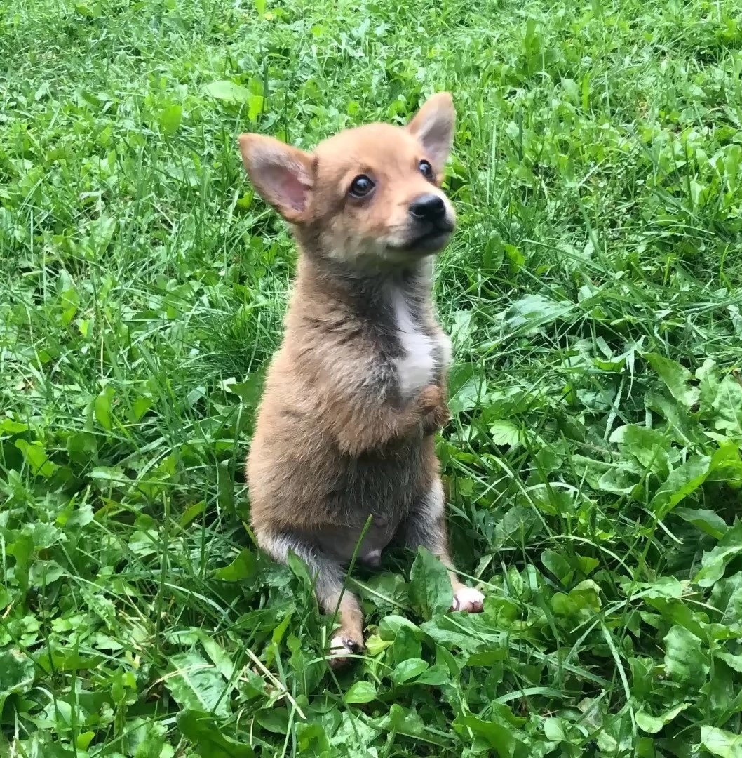 puppy without front legs sitting on grass