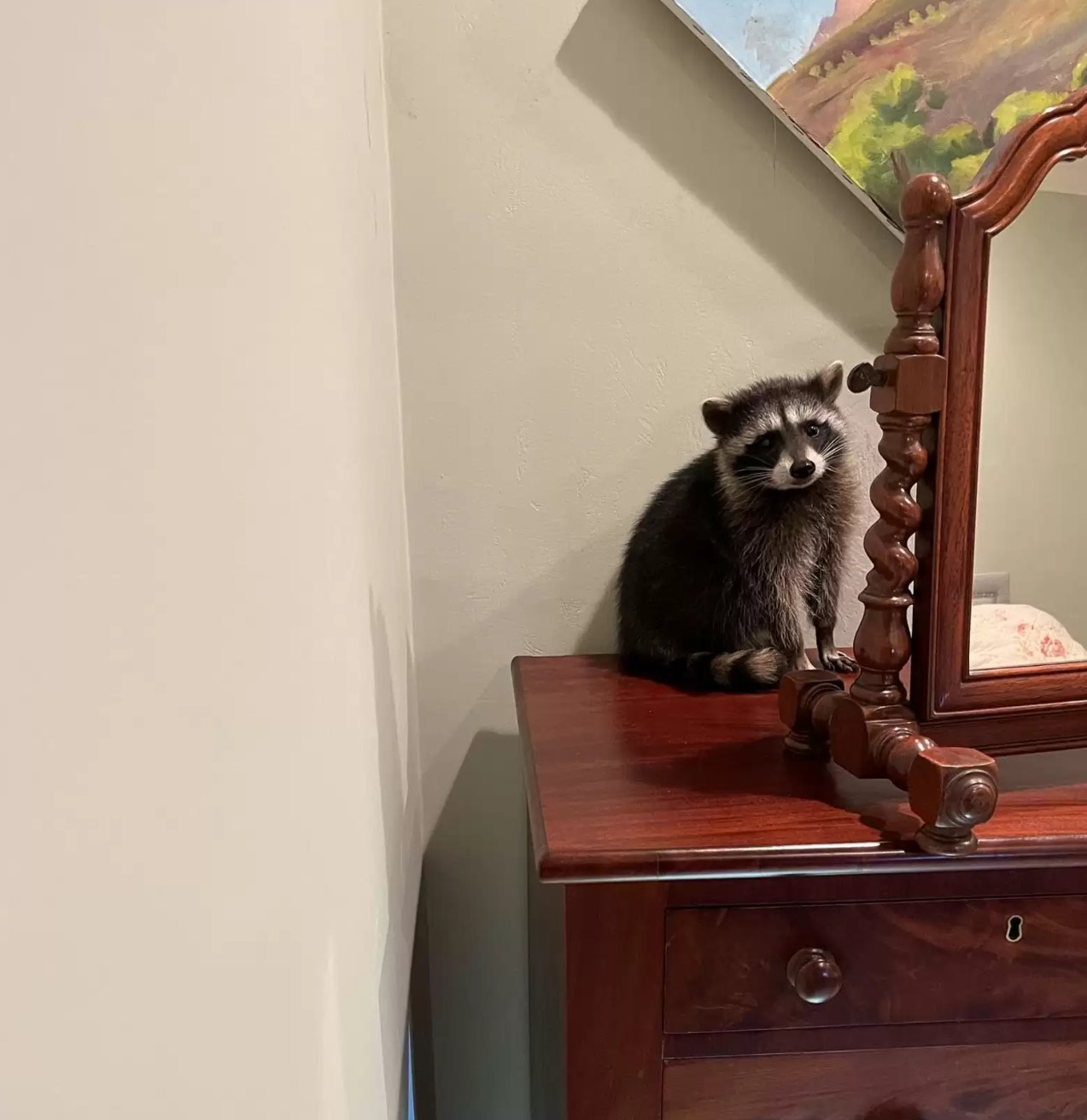 raccoon sitting in the room