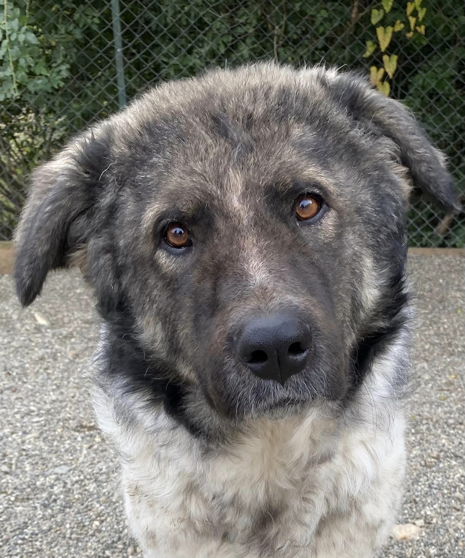 rescued dog named keanu