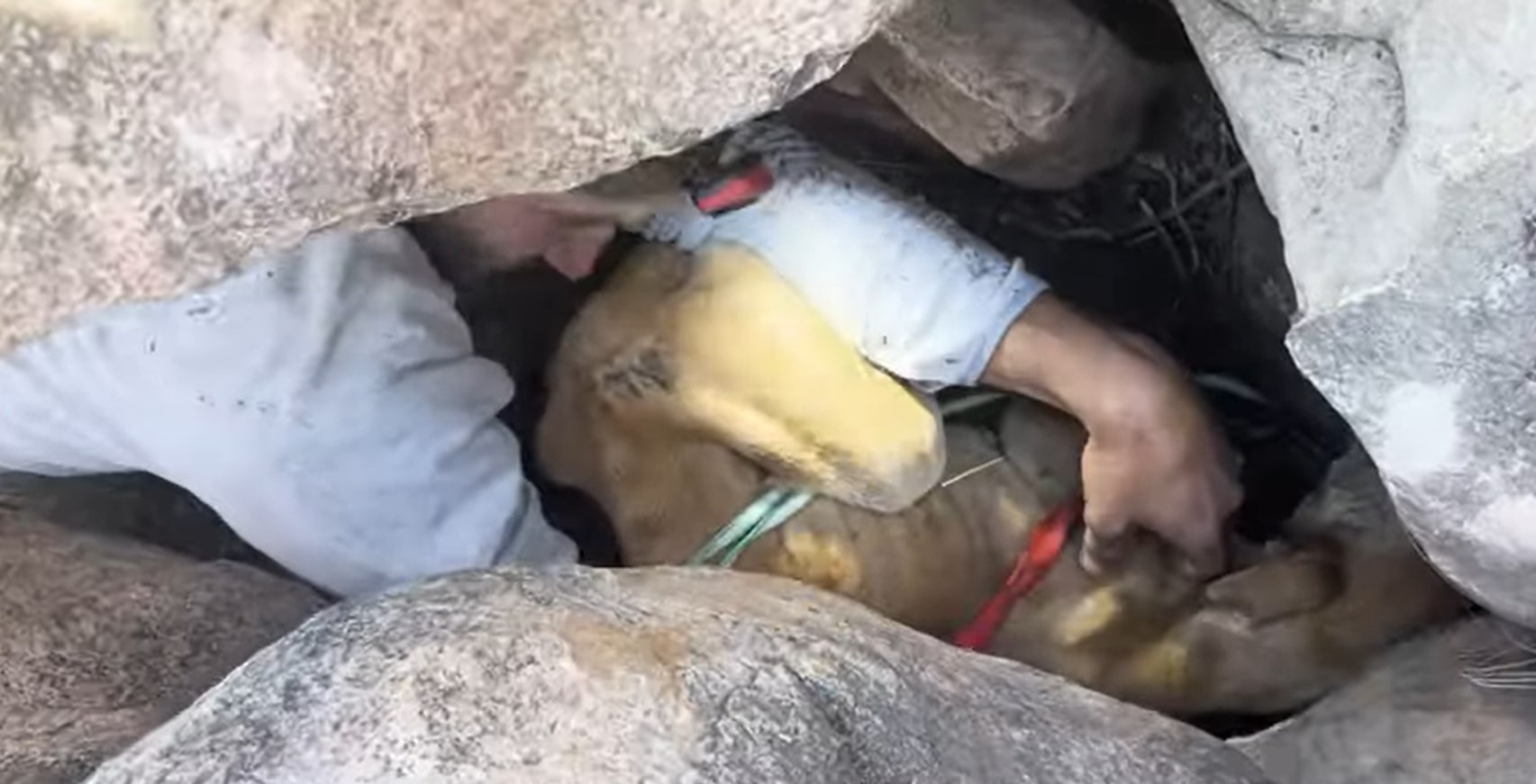 rescuer helping the dog