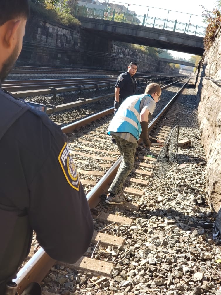 rescuer helping the kitten on the tracks