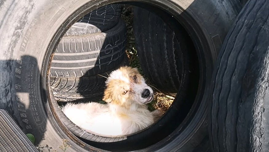 sad dog lying surrounded by tires