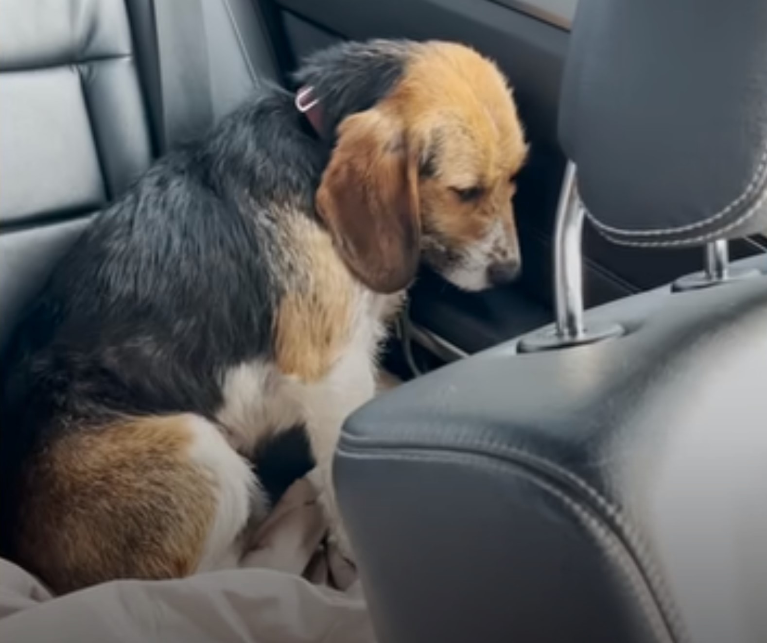 scared dog sitting in a car
