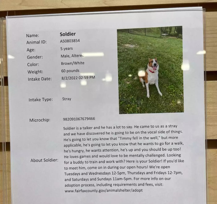 shelter flyer for a dog