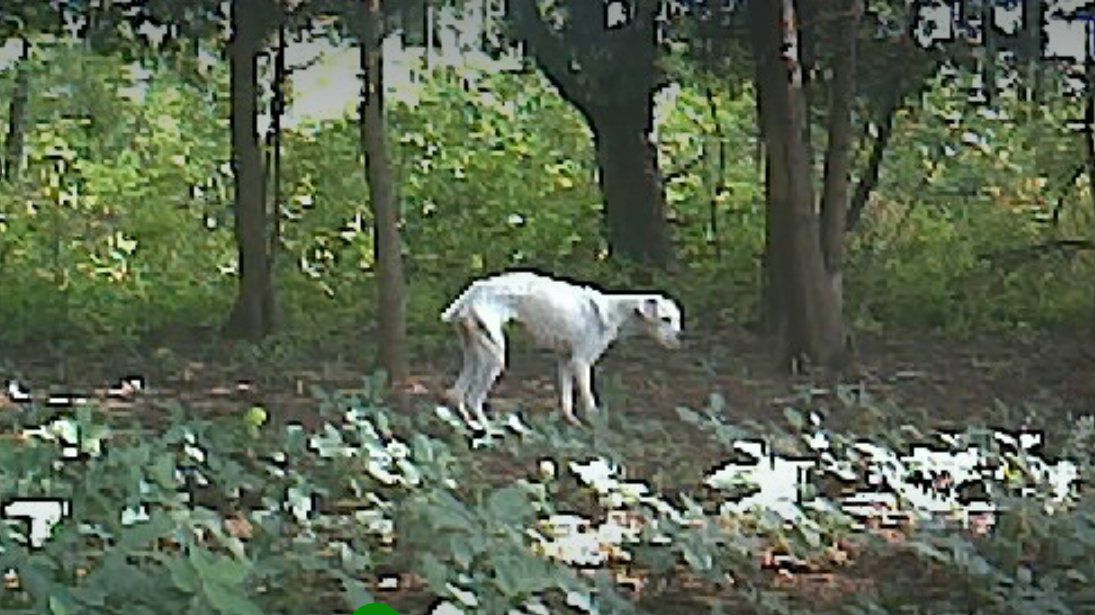 sick stray dog in the woods