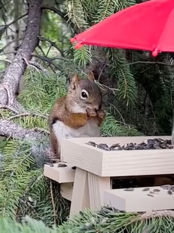 squirrel in a tree eating